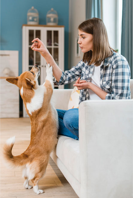 comment-occuper-son-chien-en-ces-froides-journeacute;es-drsquo;hiver-?