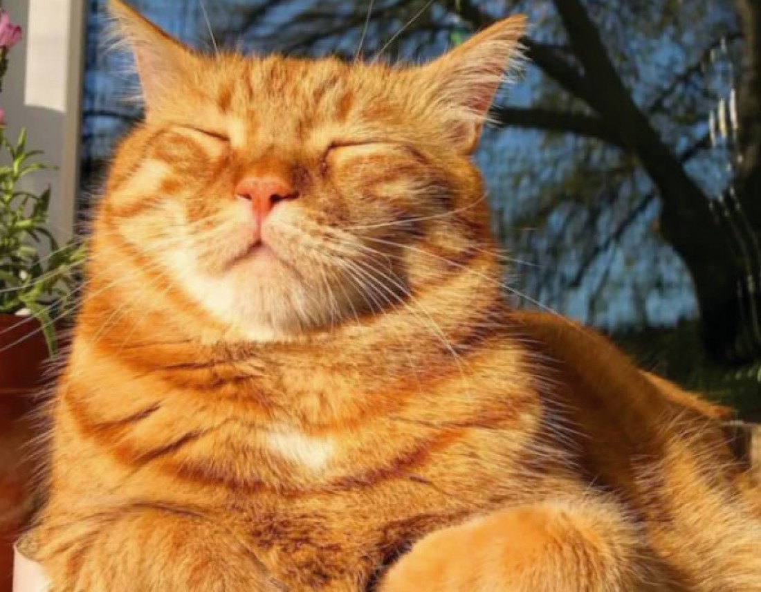 bob-le-chat