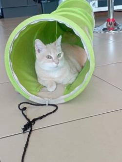 clementine