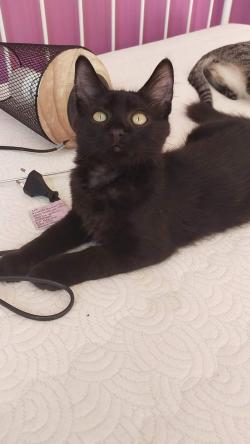 berlioz