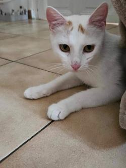 louna