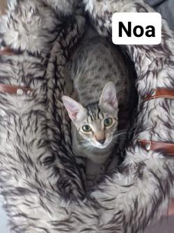 noa