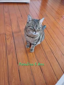 nos-chats-adultes