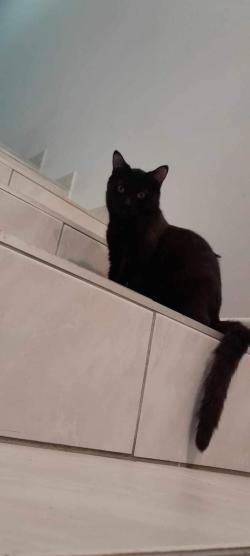 cachou