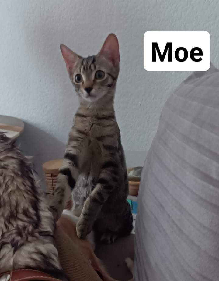 moe-amp;-noa