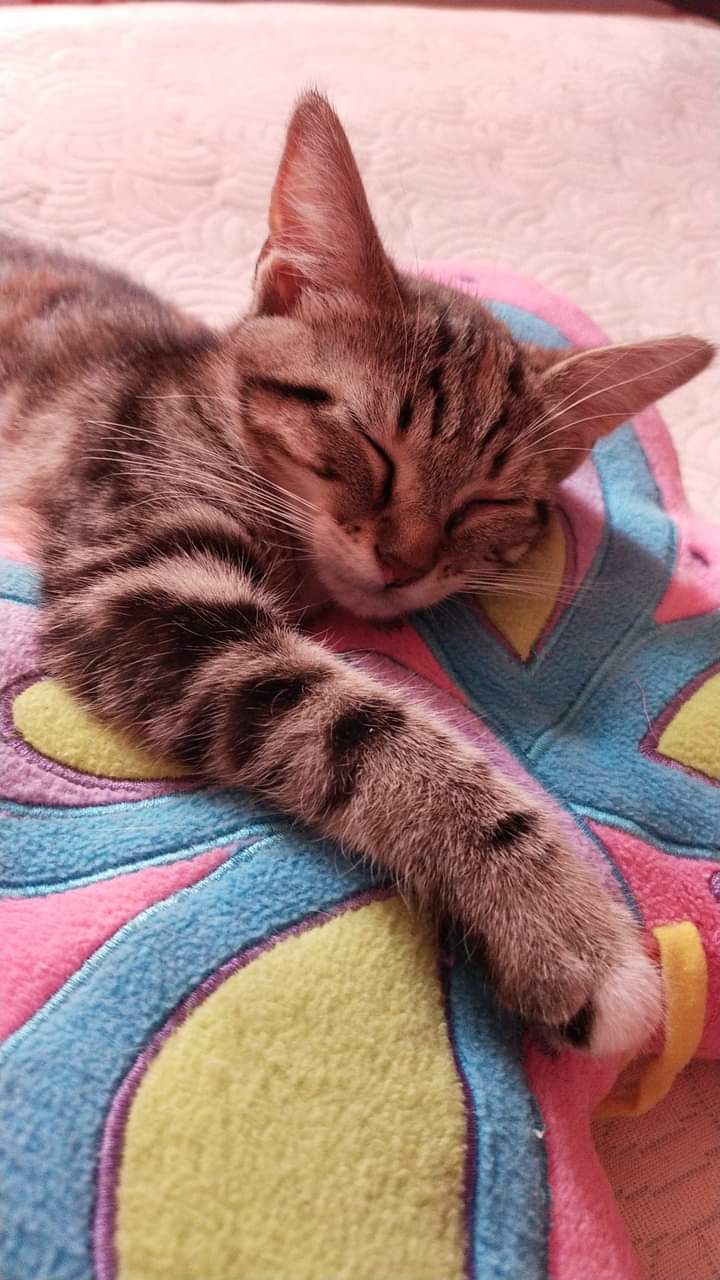 minnie