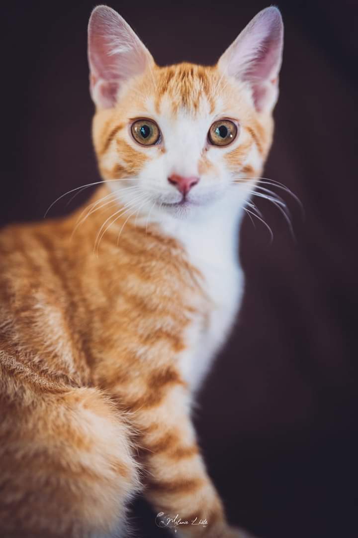 yuzu