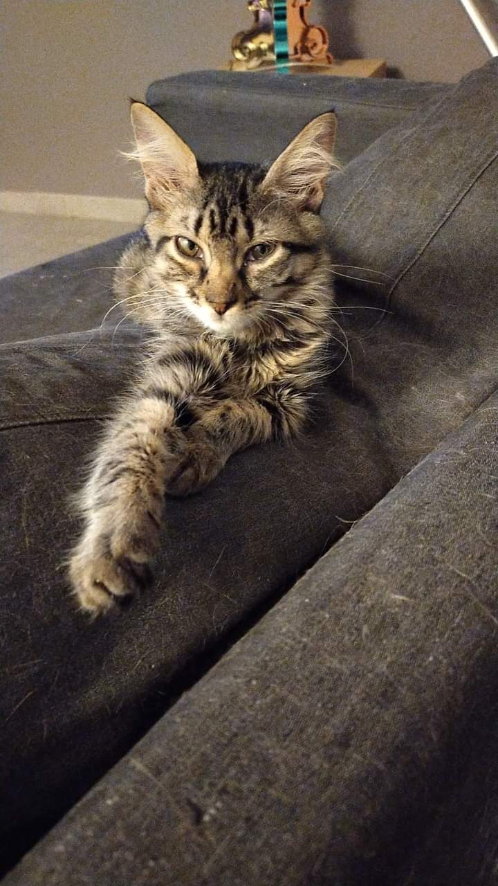 lili
