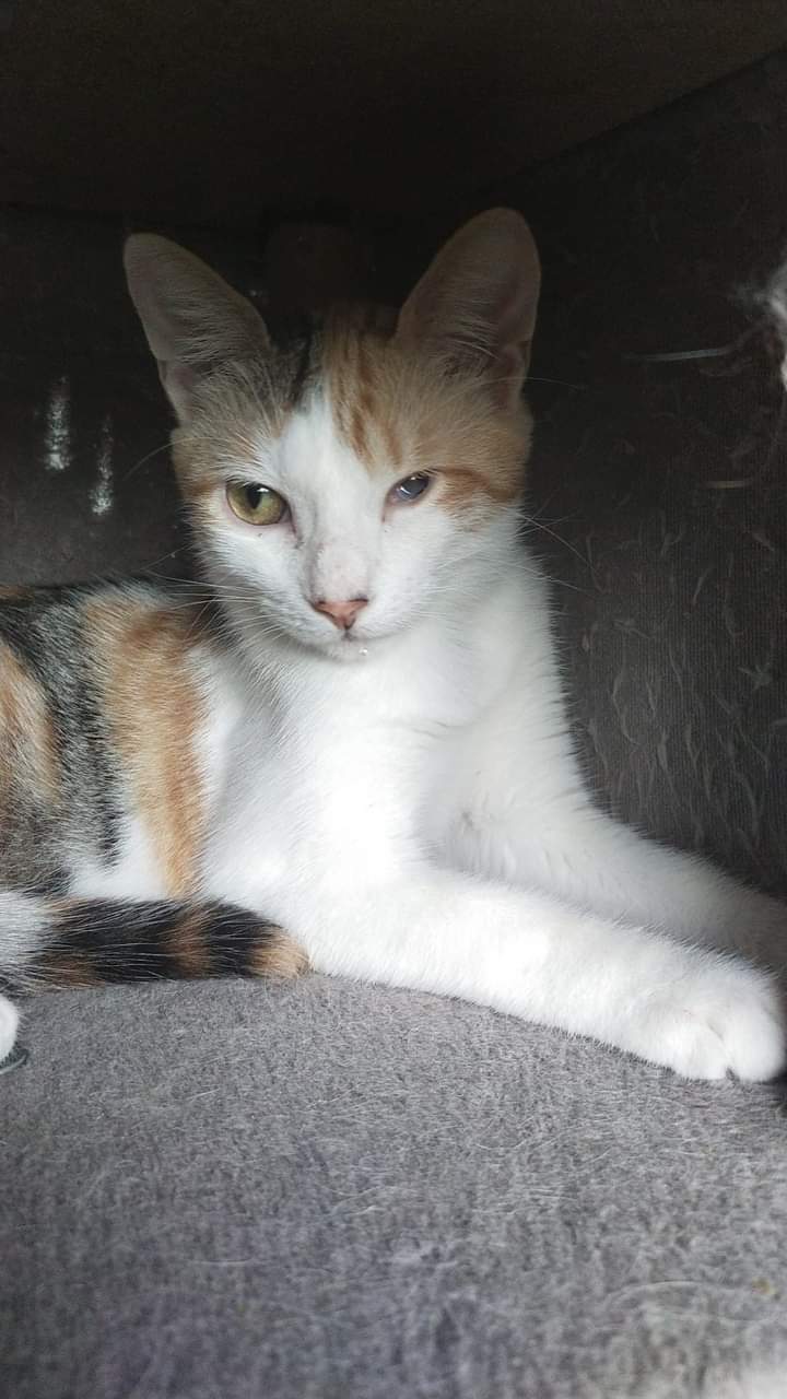 leoda