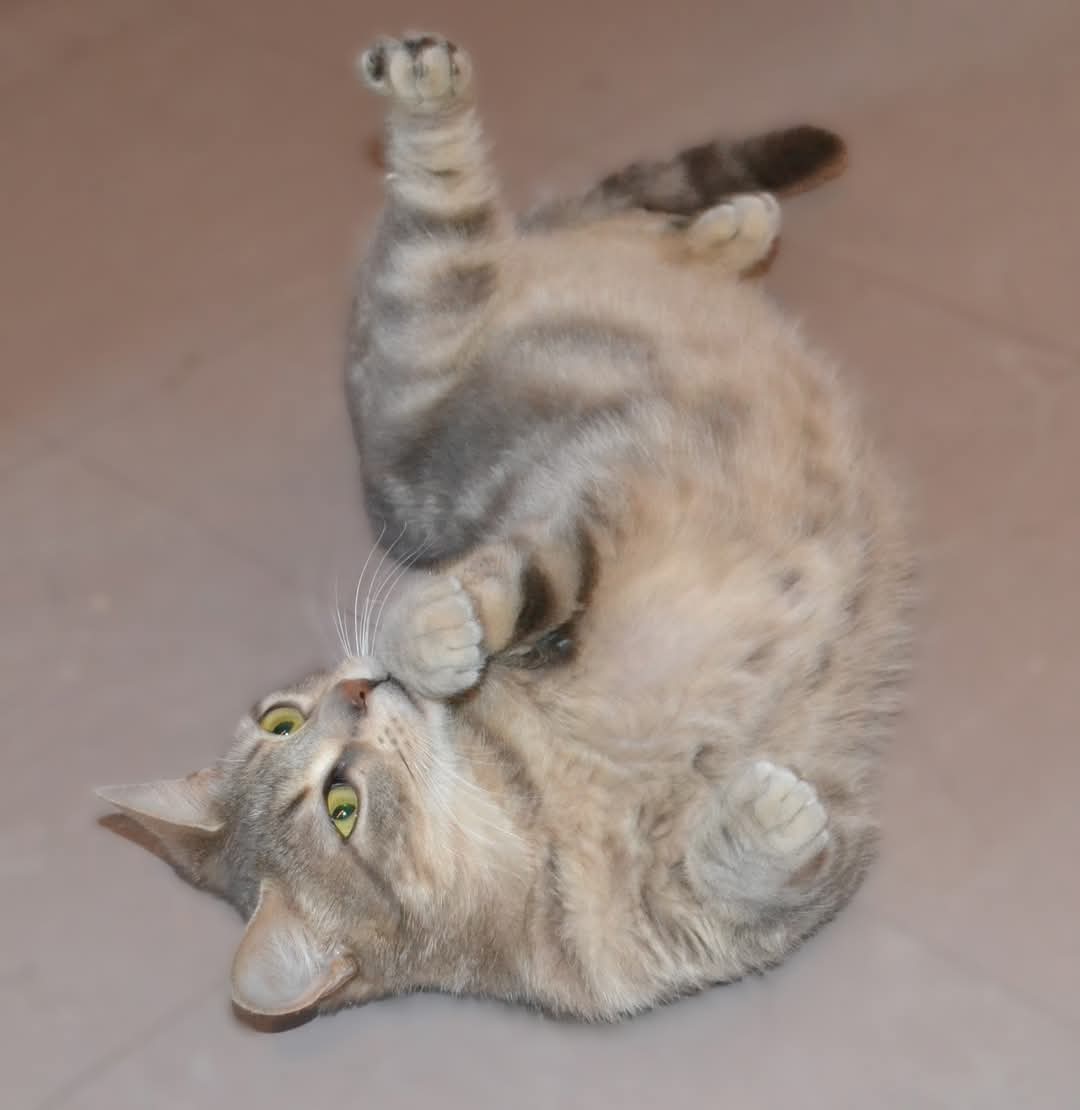 misstigrette