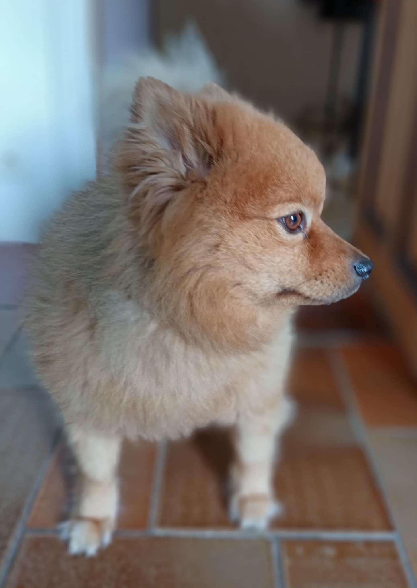 rocky