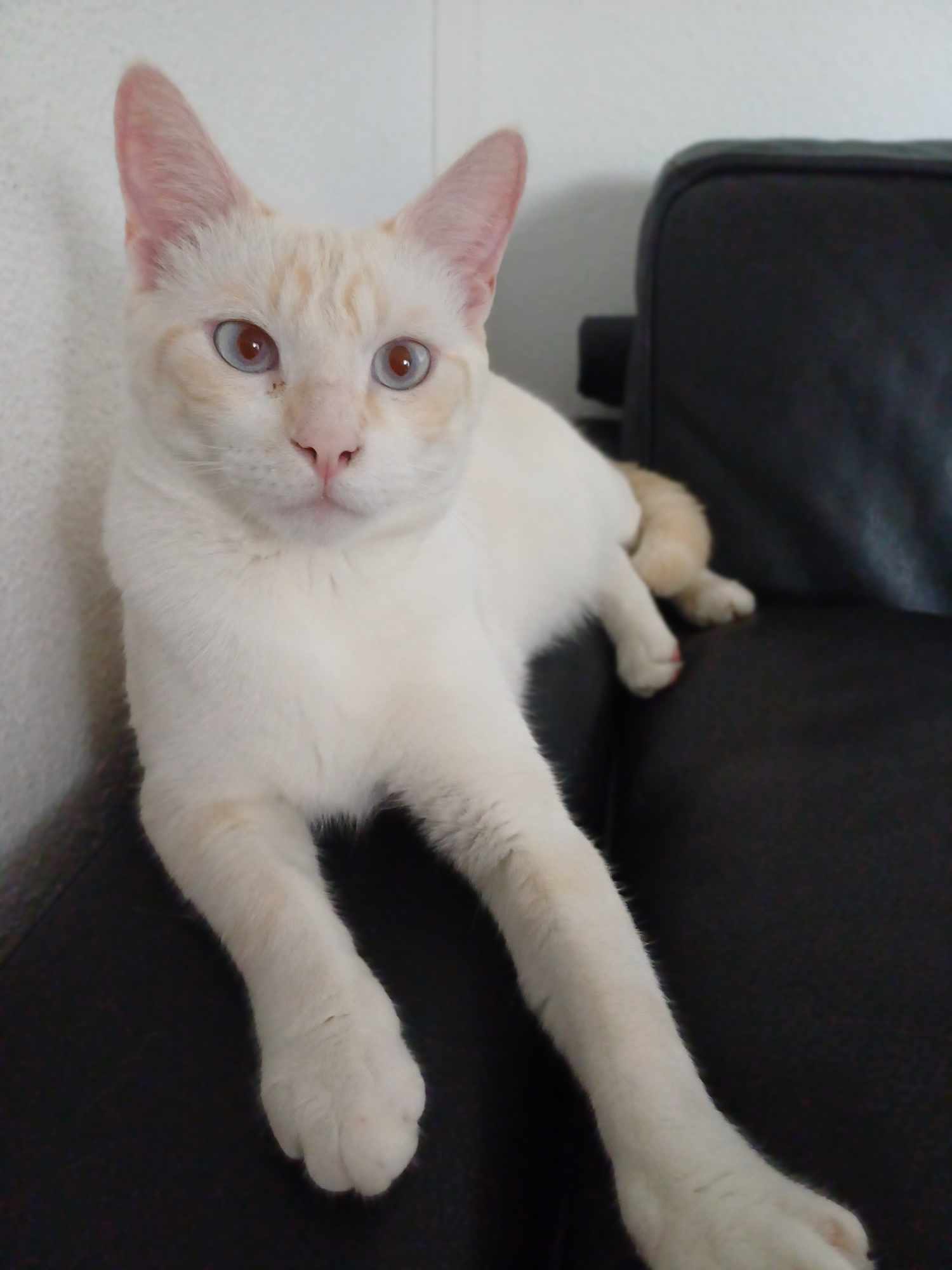 caramel