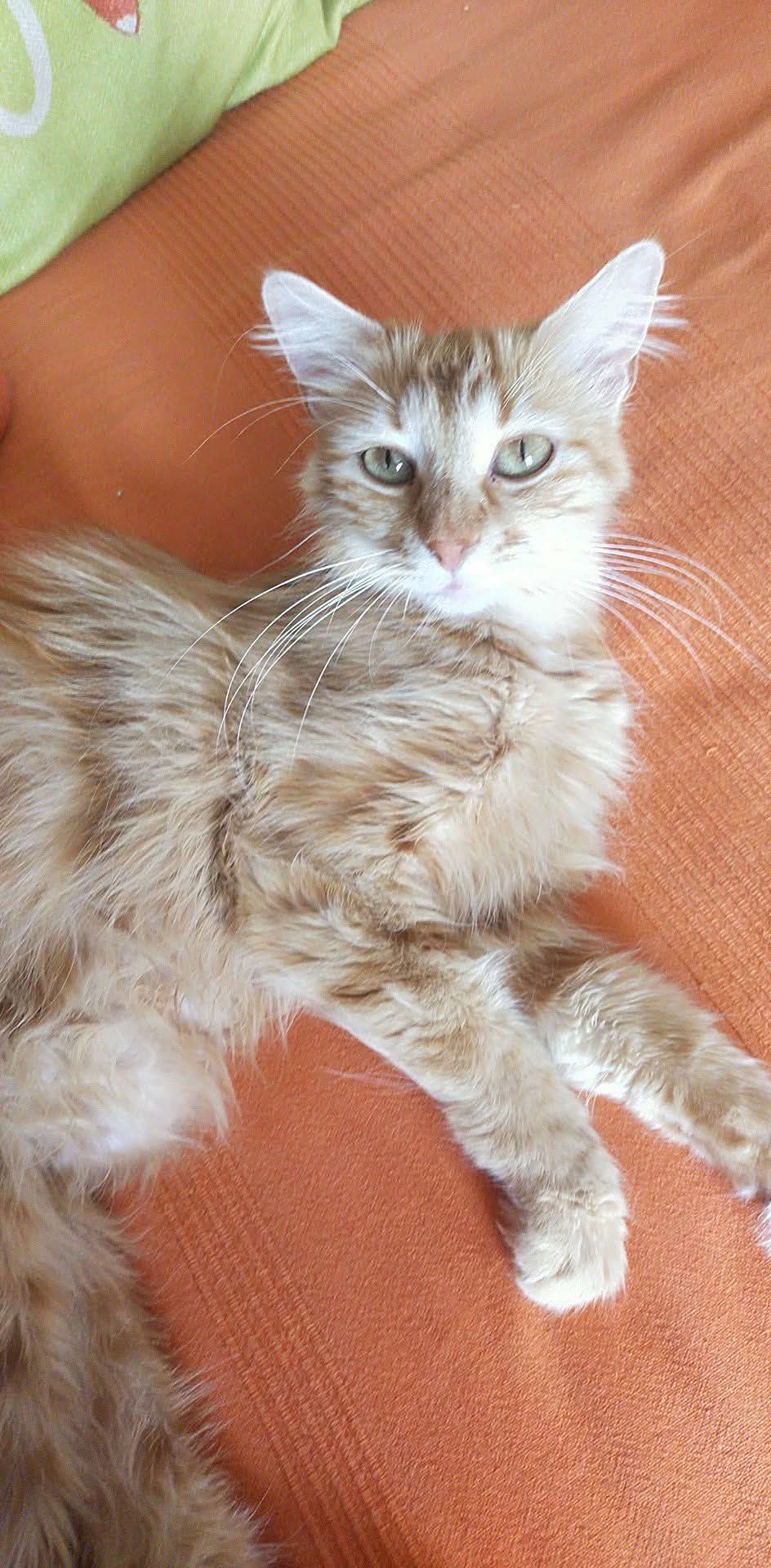 zorra