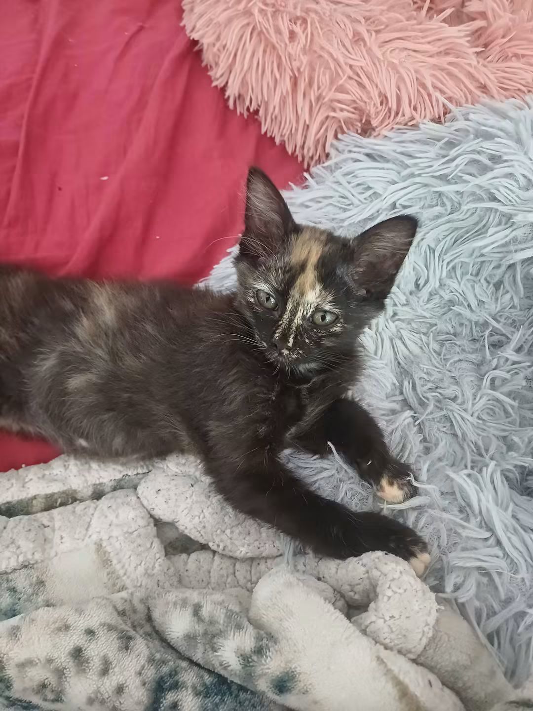 kalia
