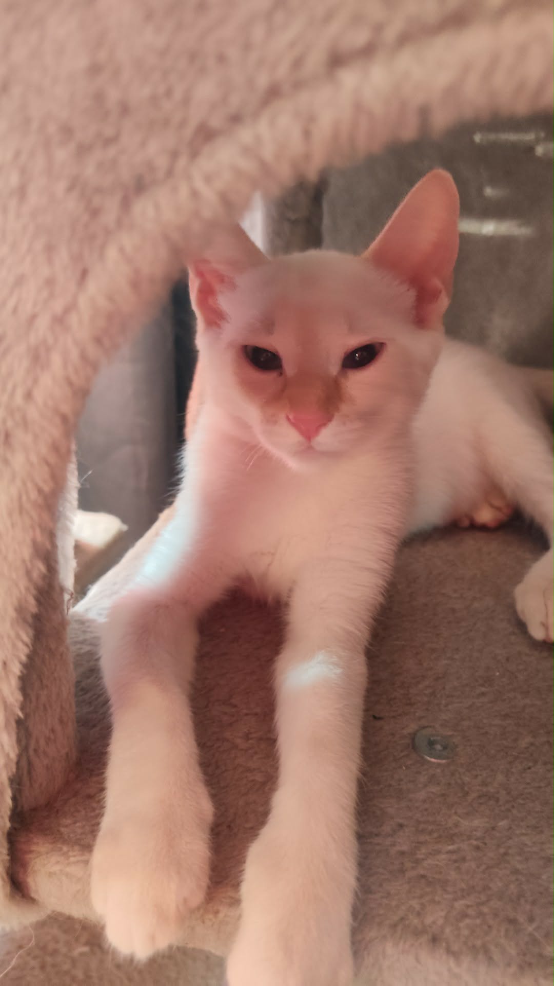 elsa