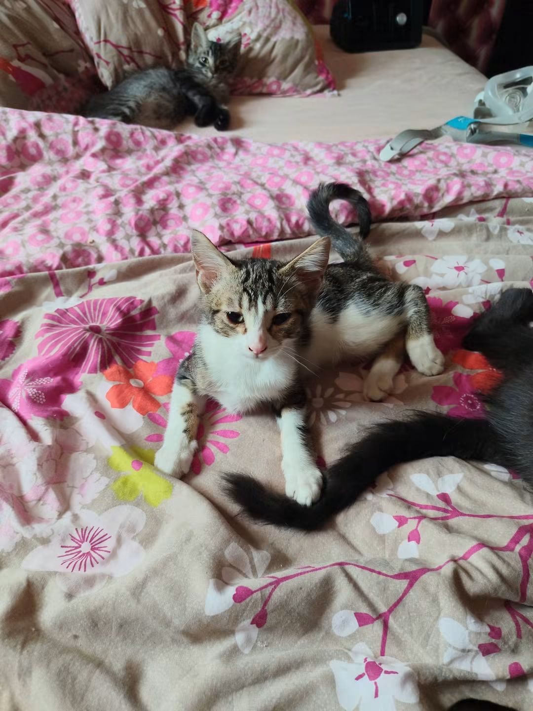 melki