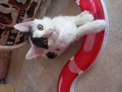 lupin