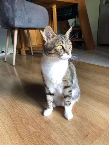 maia
