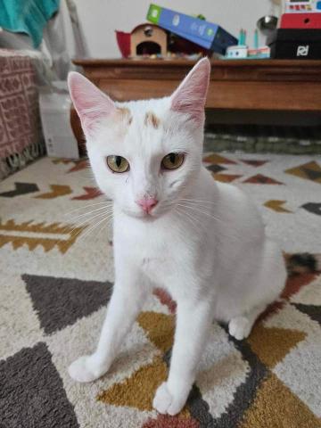louna