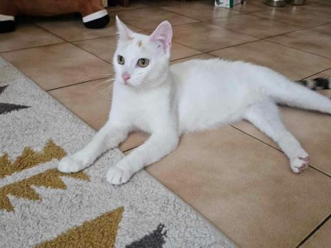 louna
