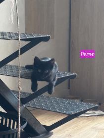 check-mate-othello-dame