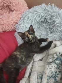 kalia