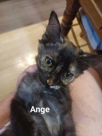 lux-et-ange