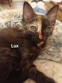 lux-et-ange