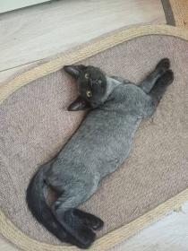 piou
