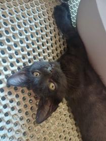 piou